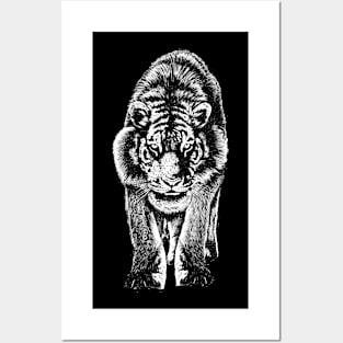 Tiger Stare Posters and Art